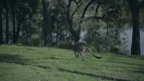 Kangaroo jumping Stock Footage 149033853