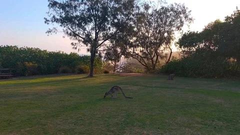 Kangaroo jumping grass In Australia Stock Footage 125428244