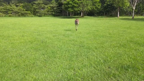 Kangaroo Jumping On Green Field Towards Drone At Daytime - Kangaroo Stock Footage 152379741
