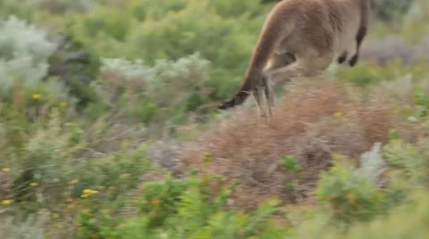 Kangaroo jumping hopping away Stock Footage 59770593