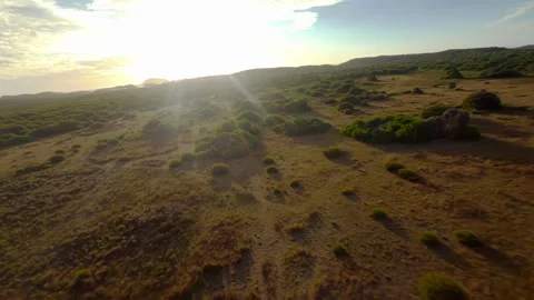 Kangaroo jumping in the outback of Australia, Drone footage Stock Footage 262925237