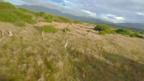 Kangaroo jumping in the outback of Australia, Drone footage Stock Footage 262925626