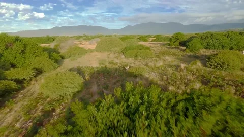 Kangaroo jumping in the outback of Australia, Drone footage Stock Footage 262925628