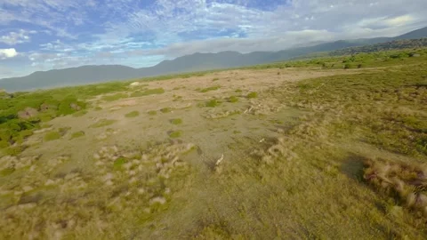 Kangaroo jumping in the outback of Australia, Drone footage Stock Footage 262926888