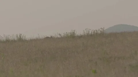 Kangaroo jumping in slow motion Stock Footage 74060675