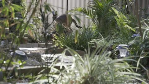 Kangaroo jumping through bushes in Australia 库存影片 149331573