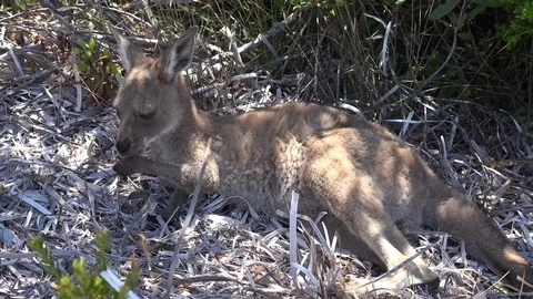 Kangaroo lay in bush cleaning hands and fur on a sunny day Stock Footage 86483743