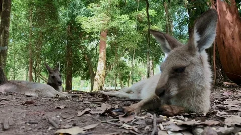 Kangaroo laying down - 4K  Video stock 146113014