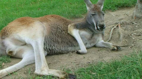 Kangaroo Laying Down And Sleeping Stock-Footage 649658