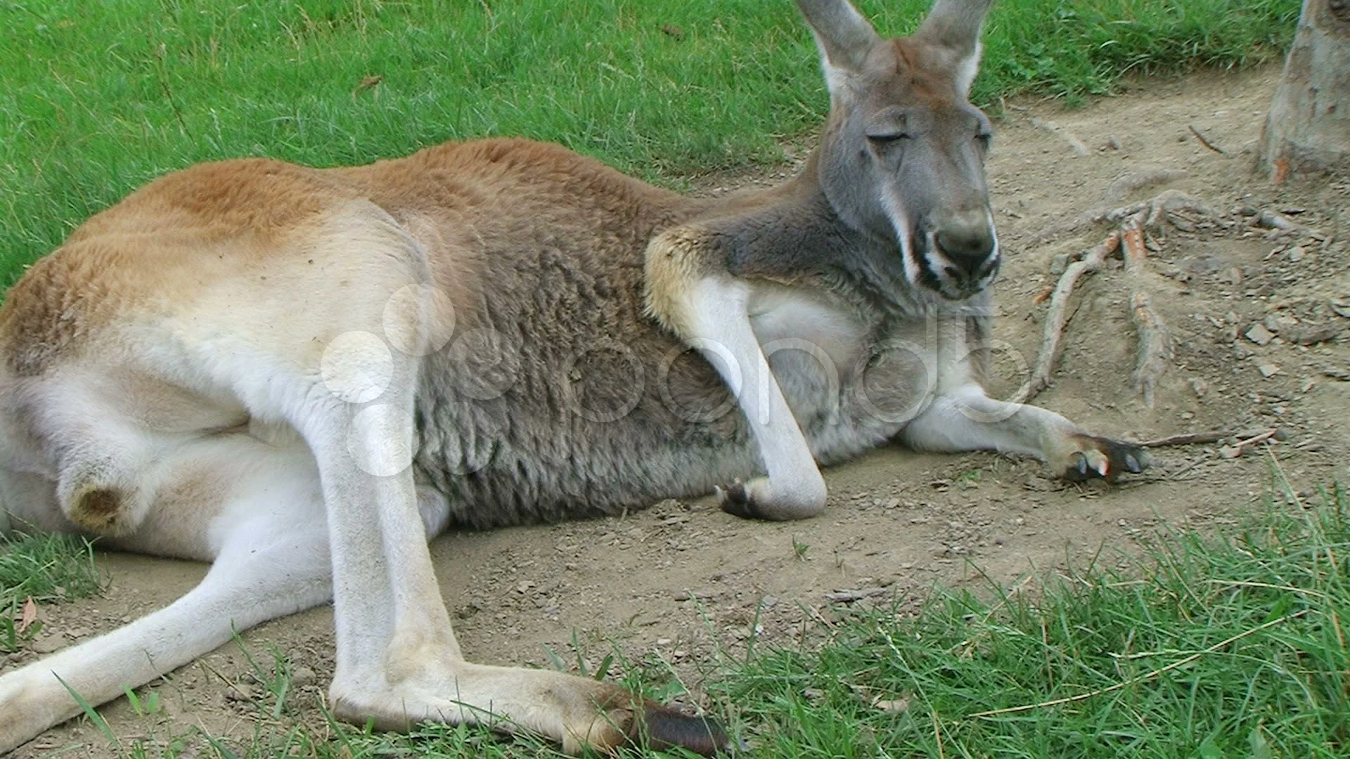 sleeping kangaroo