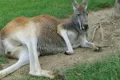 Kangaroo Laying Down And Sleeping Footage