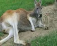 Kangaroo Laying Down And Sleeping SD Footage