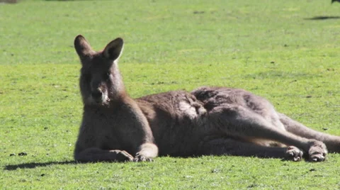 Kangaroo laying down on the grass 스톡 동영상 67366365