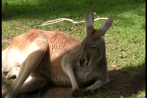 Kangaroo Laying Down MCU Vídeos de archivo 548928