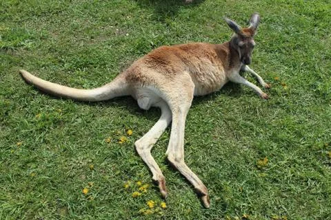 Kangaroo laying on grass Stock Photos