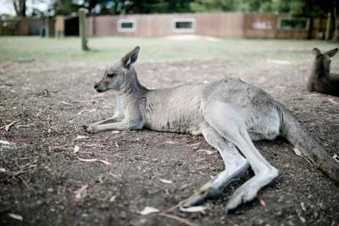 Kangaroo laying on the ground Stock Photos