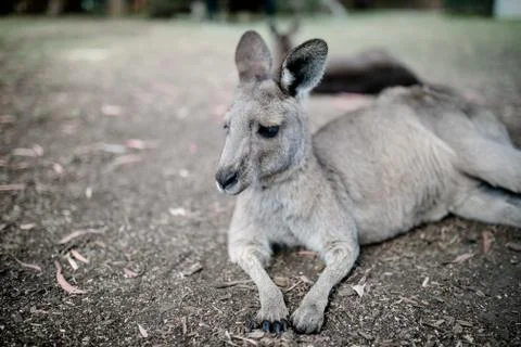 Kangaroo laying on the ground Stock Photos