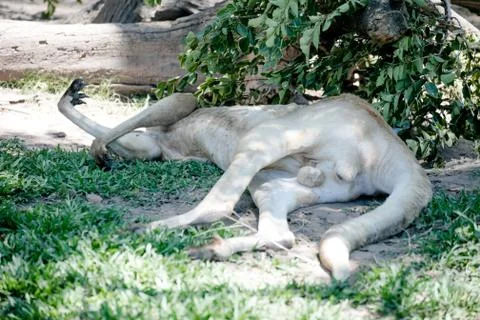 Kangaroo laying on the ground Stock Photos