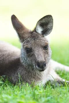 A kangaroo laying over grass, close up Stock Photos