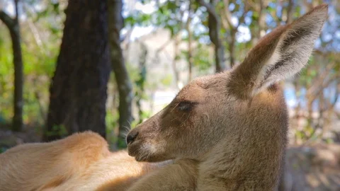Kangaroo laying on sand looks at camera Stock Footage 112317975