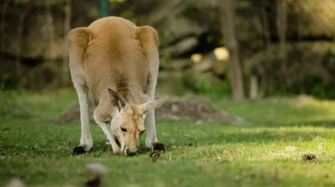 Kangaroo leaning forward, snooking and eating Stock-Footage 18778164
