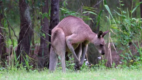 Kangaroo licks his balls in a grassy field Stock Footage 231970538