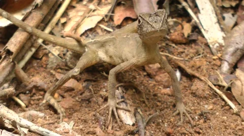 Kangaroo Lizard Egg-laying Sequence Stock-Footage 64802092