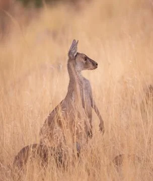 Kangaroo in long grass Stock Photos
