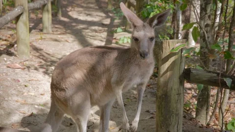 Kangaroo looking around on sand track Stock Footage 112317063