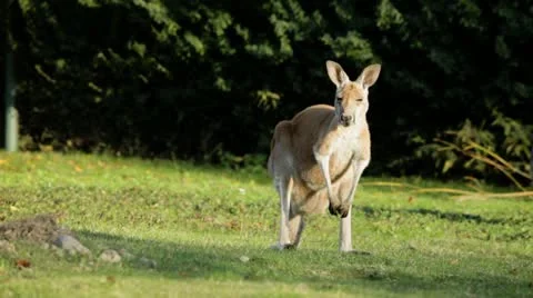 Kangaroo looking into camera 2./2 Video stock 19987706