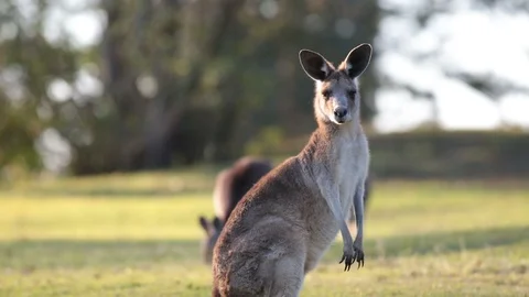 Kangaroo looking at camera, another eating in BG. Fix cam Stock Footage 85871741