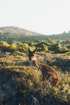 Kangaroo looking at camera in australian outback bushland habitat Stock Photos