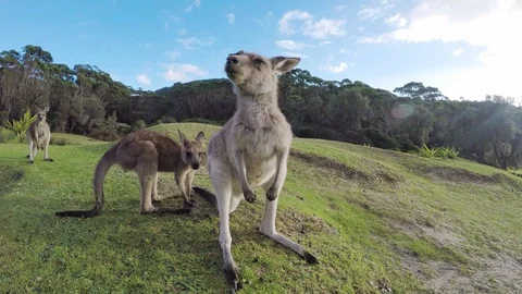 Kangaroo looking at camera close-up 库存影片 87994303