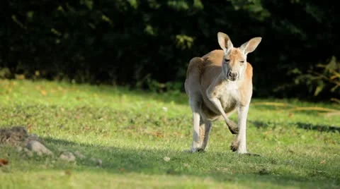 Kangaroo looking into camera Vidéo 18781392
