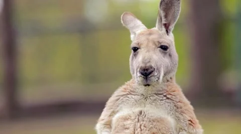 Kangaroo looking into camera Stock-Footage 64547158