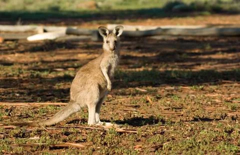 Kangaroo looking at camera Stock Photos
