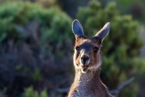 Kangaroo looking at camera 스톡 사진