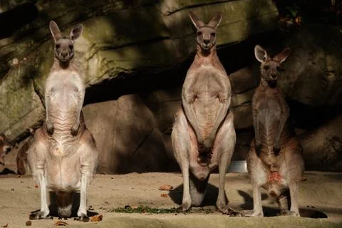 Kangaroo looking at the camera. Foto stock