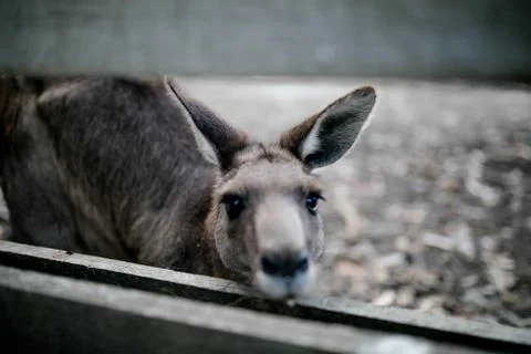 Kangaroo looking into the camera Stock Photos