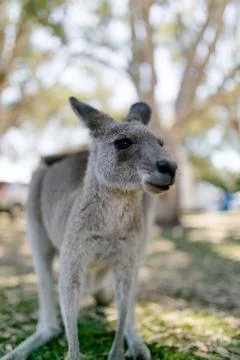 Kangaroo looking into the camera Stock Photos