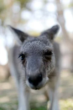 Kangaroo looking into the camera Stock Photos