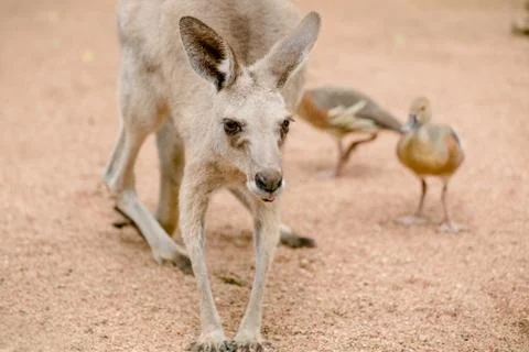 Kangaroo looking into the camera Stock Photos