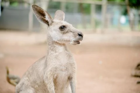 Kangaroo looking into the camera Stock Photos
