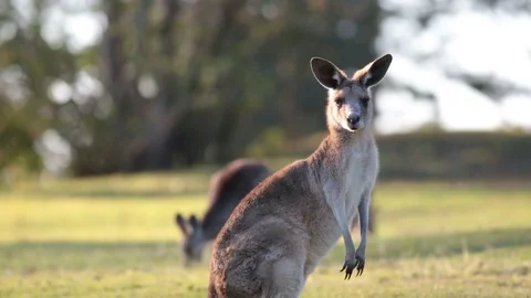 Kangaroo looking at camera scratching himself, another eating in BG. Fix cam Stock Footage 85871755