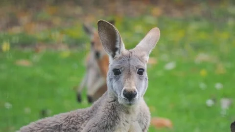 Kangaroo looks at the camera and then runs away against a blurred background. Video stock 345166397