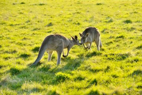 Kangaroo in love Stock Photos