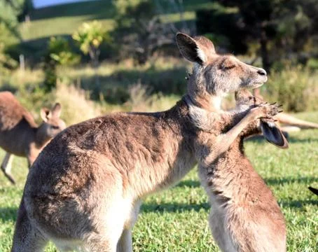 Kangaroo love 스톡 사진