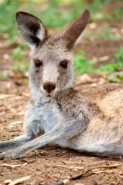 Kangaroo lying around Stock Photos