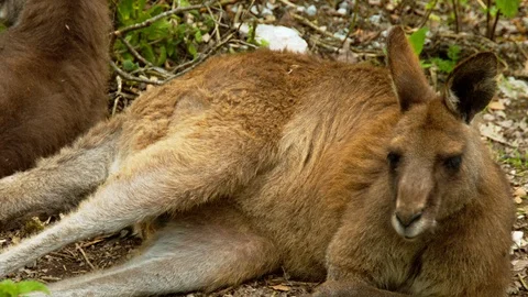 Kangaroo lying down (Close up) Stock Footage 114218537