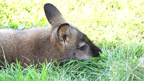 Kangaroo lying on the grass and moving its ears Stock Footage 269790296